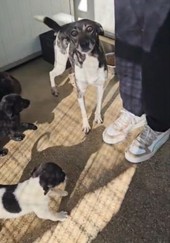 Mamma Cozza: dolce e socievole. Taglia contenuta - Foto 10