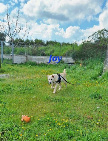 Sono Joy , mi trovo in canile e qui nessuno arriva a portarmi via......
