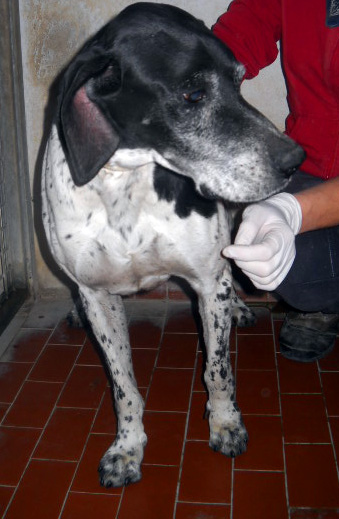 PERRY, adorabile creatura URGENTE! - Foto 2