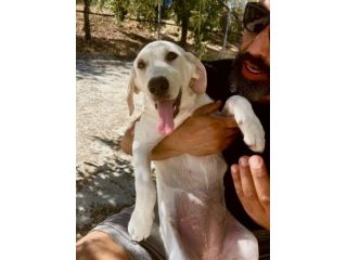 TINA, NINE E GUNN, 3 MESI (01/06/26), TAGLIA MEDIA,  CERCANO UNA FAMIGLIA!!