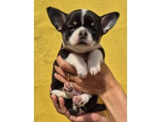 Cucciola chihuahua A Pelo corto tricolor