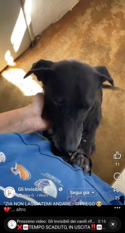 MOZART 15 KG DI BONTÀ CAGNOLINO IN ADOZIONE - Foto 7