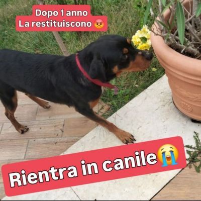 CORA CAGNOLINA IN ADOZIONE - Foto 4