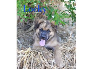 Locky dolcissimo cucciolo incrocio akita in adozione