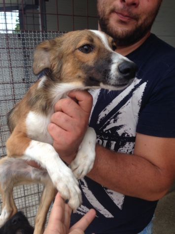 PACO, dolcissimo cucciolotto cerca casa! - Foto 3