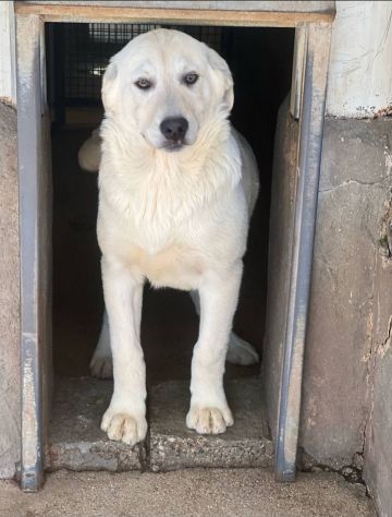 ALISEO, UN SOFFIO DI DOLCEZZA, CUCCIOLO IN ADOZIONE - Foto 2