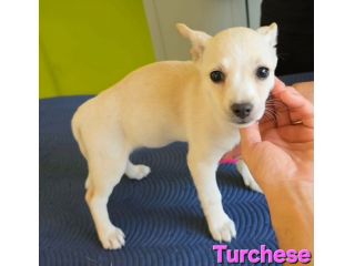 TURCHESE, cucciola mix volpino breton