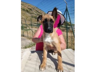 Filippo cucciolo in canile
