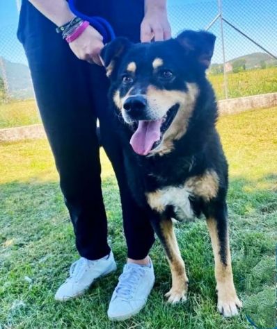 CAMBIA IL DESTINO DI CHI NON PUO' PARLARE, CANE IN ADOZIONE - Foto 3