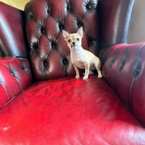 Chihuahua femmina pelo corto crema Roma - Foto 4
