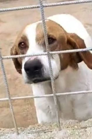 LINA DOLCISSIMA E BUONISSIMA , MERITA UNA CASA. CAGNOLINA IN ADOZIONE - Foto 3