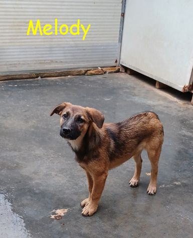 Melody e Bea, dolci cucciole in adozione - Foto 5