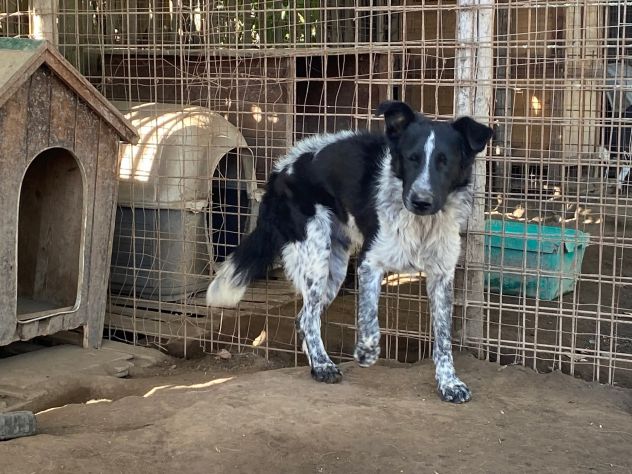 TOTÒ ADORABILE CERCA CASA, CANE IN ADOZIONE - Foto 6