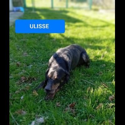ULISSE UN MIRACOLO D'AMORE CANE IN ADOZIONE - Foto 5