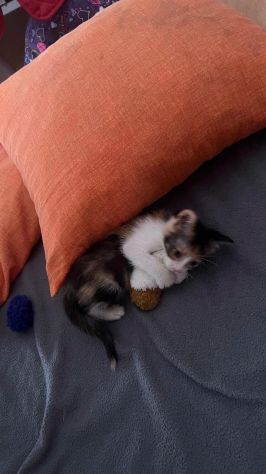 STELLINA, dolcissima micina in adozione! - Foto 7