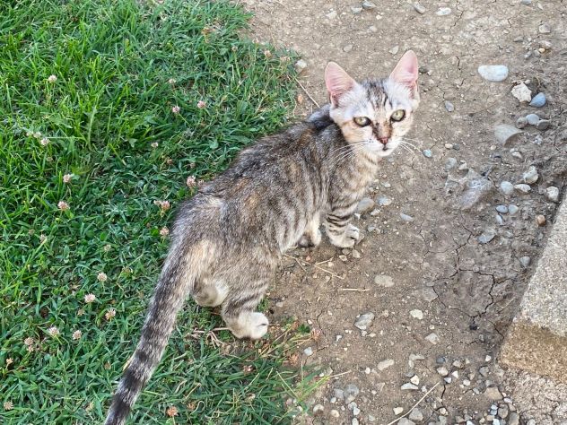 GATTI ADULTI E GATTINI PICCOLI - Foto 4