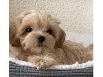 MALTIPOO -MALTIPO CUCCIOLI DISONIBILI pag in 12 rate