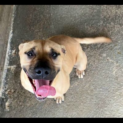 OTIS MENDICANTE DI CAREZZE CANE IN ADOZIONE - Foto 7