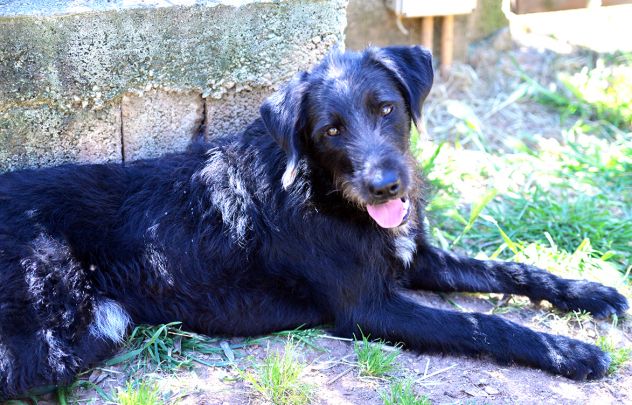 Jerry dolcissimo spinone in adozione - Foto 7