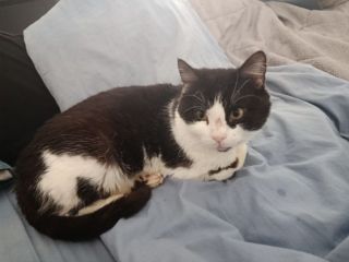 Regalo gattino adulto