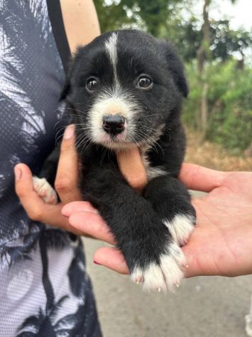 Moka cucciola - Foto 3