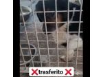 Dado bassotto in adozione
