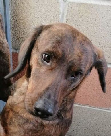 RUDY, CAGNOLINO IN ADOZIONE - Foto 8