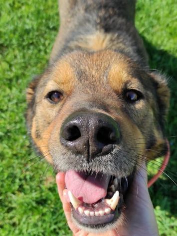 CANE IN ADOZIONE: GIOIELLO un amore di cane. - Foto 7