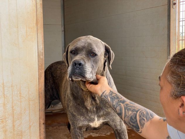 Chain il cane chiuso in canile che aspetta una famiglia