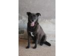 Nerone taglia media