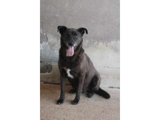 Nerone taglia media