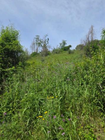 Immobile in asta di 10802 m² in vendita a Mileto - Foto 7