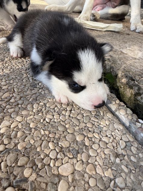 Cuccioli di husky - Foto 2