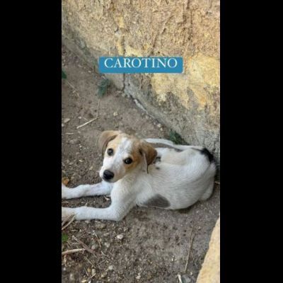 CAROTINO CUCCIOLO IN ADOZIONE - Foto 5