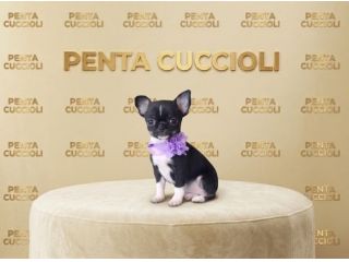 CHIHUAHUA TOY CUCCIOLI NERI FOCATI -  pag agevolato