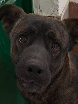 AMOS GIOVANE BELLO GIOCHERELLONE CAGNOLINO IN ADOZIONE - Foto 2