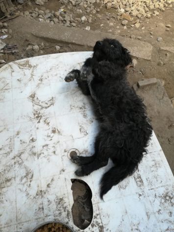 NAPO, spinoncino taglia piccola - Foto 3