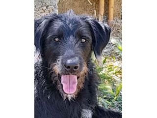 Jerry dolcissimo spinone in adozione
