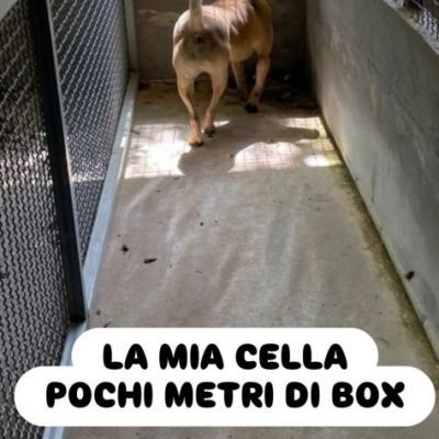 OTIS DEVASTATO DALLA SOFFERENZA CANE IN ADOZIONE - Foto 2