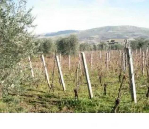 Immobile in asta di 7358 m² in vendita a Barile - Foto 6