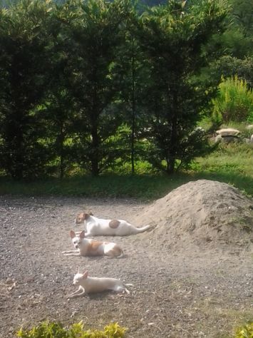 badante animali domestici - pensione cani - Foto 3