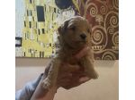 Cuccioli maltipoo