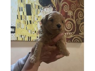 Cuccioli maltipoo
