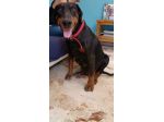 Asia simil Dobermann 4anni buona con tutti ok gatti.CATANIA