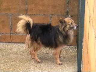 WILFRED, mix volpino di taglia piccola