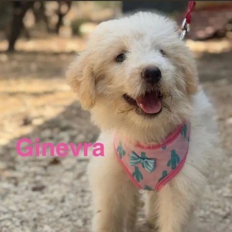 Cuccioli di due mesi in cerca di adozione - Foto 8
