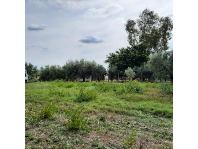 Agricolo in Secondo Stradone Muti - Foto 11