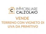 VENDITA TERRENO CON VIGNETO C.DA MONTEVERDE GROTTAGLIE
