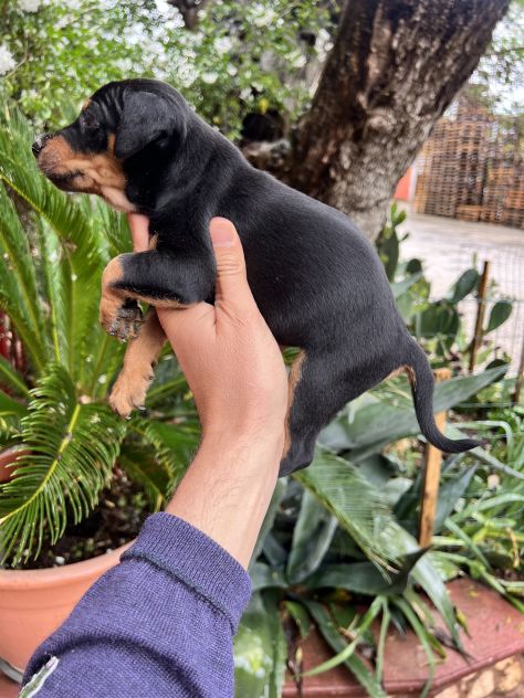 Cuccioli di Pinscher Tedesco - Foto 3