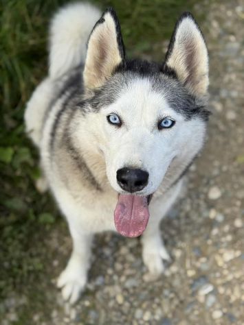 CINDY, splendida HUSKY cerca famiglia! - Foto 3